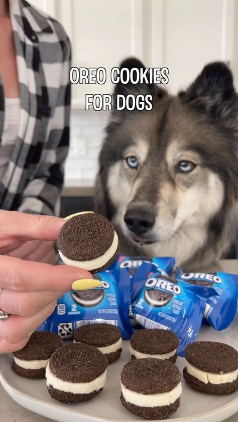 The Husky Fam on Reels | The Benny Goodman Orchestra · Sugar Foot Stomp Dog Sandwich Cookies, Dog Oreos, Dog Bday, Cookies For Dogs, Dog Food Recipes Crockpot, Healthy Dog Snacks, Dog Ice Cream Recipe, Pet Bakery, Dog Cookie Recipes