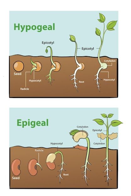 Growth Plant, Seed To Plant, Seed Sprouting, Seed Growth, Seed Propagation, Seed Planting, Seed Drawing, Plant Germination, Seeds Germination