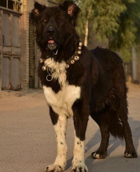 Pretty Dog Breeds, Dog Fursona Art, Sarabi Dog, Dog Fursona, Scary Dog, Guardian Dog, Kangal Dog, Most Expensive Dog, Rare Dogs