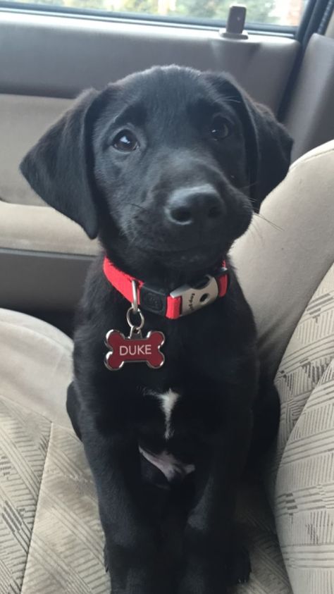 Labrador Nero, Black Lab Puppy, Lab Puppy, Black Lab Puppies, Labrador Retriever Puppies, Funny Dog Memes, Lab Puppies, Labrador Puppy, Labrador Retriever Dog