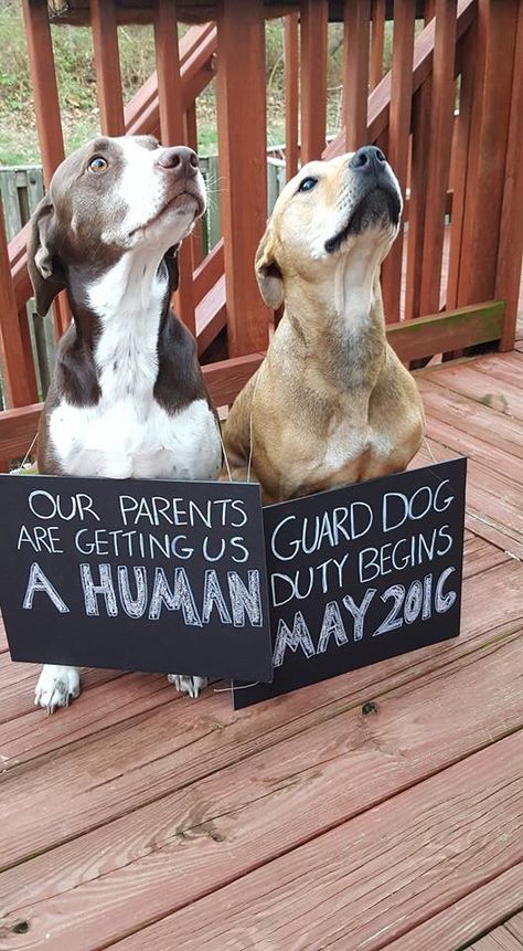 Pregnancy announcement with dogs Unique Pregnancy Announcement, Dog Pregnancy Announcement, Baby News, Announcement Ideas, Baby Planning, Foto Baby, Reveal Ideas, Baby Time, Baby Gender