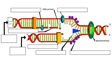 This worksheet was designed for students to help them learn or study the steps in involved in DNA replication and the enzymes used in the process, such as helicase and polymerase. Dna Ligase, Dna Facts, Rna Polymerase, Dna Polymerase, Mitochondrial Dna, Dna Replication, Dna Molecule, Nucleic Acid, Biology Lessons