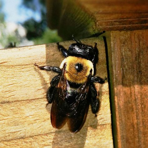 We've been seeing a huge spike in Carpenter Bee Activity this April. Have you seen big bees with shiny backs buzzing around your house? Learn more about this destructive pest on the Viking Pest Blog, link in the description. Remedies For Bee Stings, Bee Safe, Bee Removal, Organic Gardening Pest Control, Natural Pesticides, Carpenter Bee, Organic Pest Control, Bee Sting, Pest Control