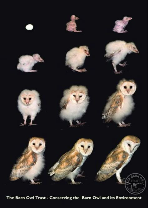 Barn Owl facts and fun for kids - The Barn Owl Trust Owl Facts For Kids, Owl Facts, Owl Tattoo Design, Owl Photos, Senior Project, Owls Drawing, Nature Pics, Bird Tattoo, Owl Pictures