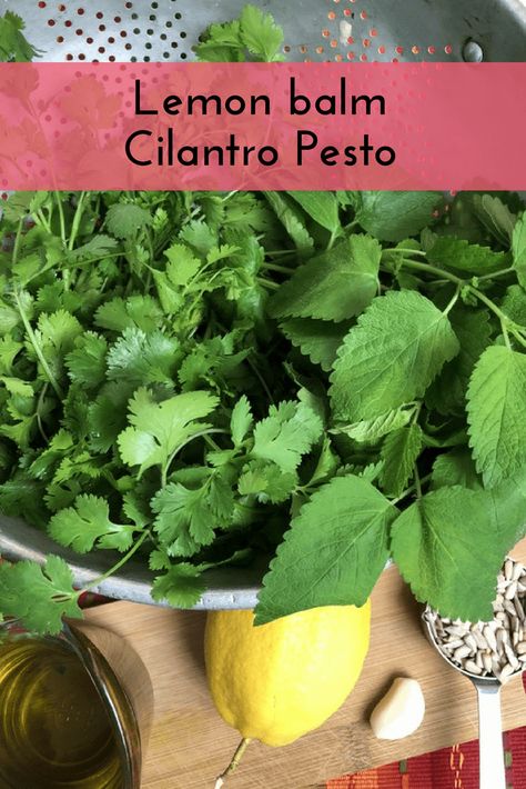 Lemon Balm Cilantro Pesto - Living Awareness Institute Immunity Soup, Herbs Cooking, Lemon Balm Recipes, Herbal Vinegar, Postpartum Healing, Paleo Sauces, Cilantro Pesto, Foraged Food, Herb Recipes