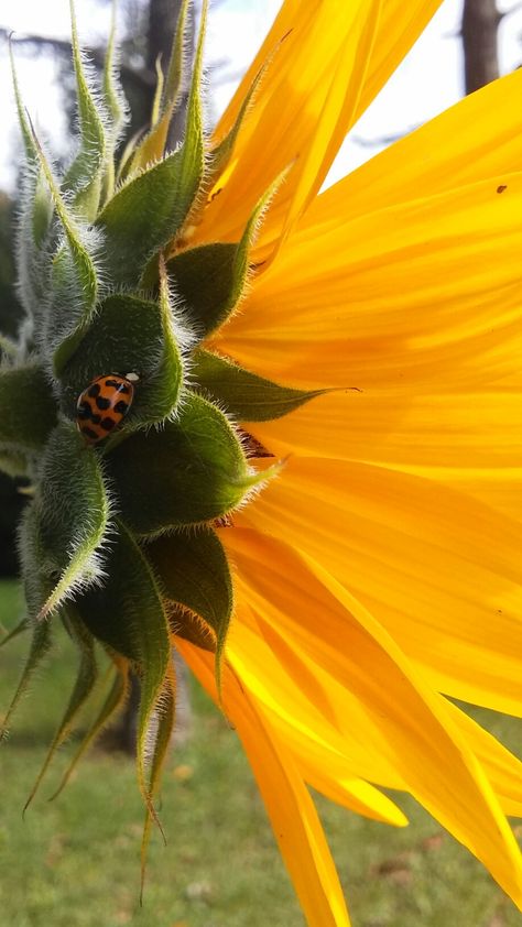 Sunflower Side View, Sunflower Pictures Photography, Sunflower With Ladybug, Sunflower Photography, Sunflower Pictures, Phone Ideas, Pictures Photography, Sunflower Tattoo, Sunflower Painting