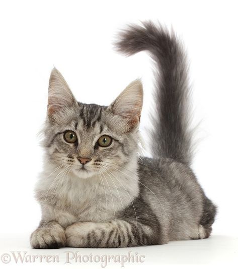 Photograph of Mackerel Silver Tabby cat, lying with head up. Rights managed white background image. Silver Tabby Cat, Cat Anatomy, Kitten Photos, Cat Reference, Warrior Cats Art, Gorgeous Cats, Cat Pose, Cat Photography, Cat Aesthetic