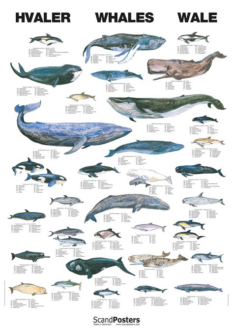 Large Whale Poster that illustrates 33 of the most common whale and dolphin species worldwide, including dolphins, porpoises and killer whales. All whale species on the poster are provided with weight and length measurements and their name is written in English, French, German and more*. They are hand drawn and painted in natural colors by the Danish artist Lisbeth Olrik. You can use the Whale Poster chart to observe the similarities and differences between the whale & dolphin species. Types Of Whales, Whale Species, Sea Mammal, Marine Mammals, Narwhal, Killer Whales, Marine Animals, Ocean Creatures, Ocean Animals