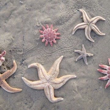 Starfish, The Beach, Pink, White