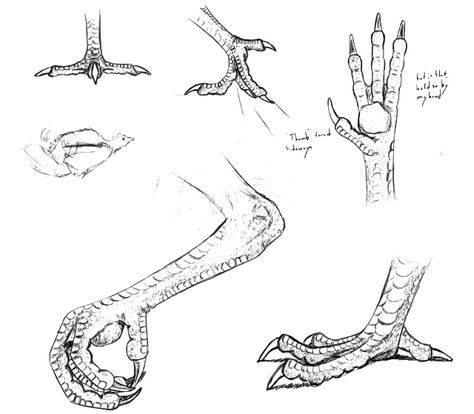 How to draw talons Bird Feet Anatomy, Crow Feet Drawing, Chicken Anatomy Drawing, Chicken Reference Drawing, Bird Feet Drawing Reference, Bird Feet Reference, Chicken Feet Drawing, Bird Feet Drawing, Chicken Reference