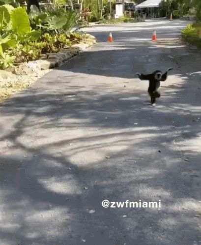 Monkey Funny GIF - Monkey Funny Running - Discover & Share GIFs Monkey Memes, Funny Animated Cartoon, Running Humor, Sponsored Posts, Monkeys Funny, Cute Friend Photos, Baboon, Cute Friends, Twitter Instagram