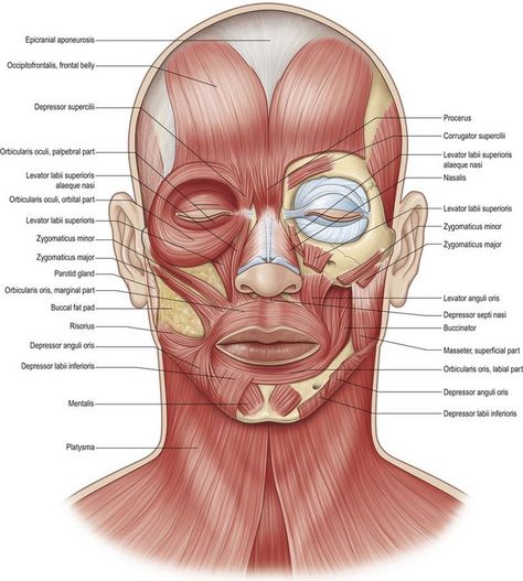 Facial Muscles Anatomy, Nerves Anatomy, Muscles Of Facial Expression, Nerve Anatomy, Human Muscle Anatomy, Muscle System, Facial Expressions Drawing, Muscles Of The Face, Facial Anatomy