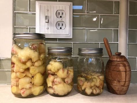 Canning Ginger Root, Preserving Ginger Root, Growing Ginger From Root, Propagate Ginger, How To Grow Ginger, Canning Ginger, Preserve Ginger, Planting Ginger, Grow Ginger Indoors