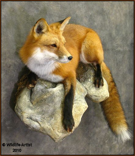 lets see some fox mounts - PredatorMasters Forums Coyote Mounts Ideas, Coyote Mounts, Hunting Mounts, Fox Taxidermy, Taxidermy Fox, Duck Mount, Animal Mounts, Taxidermy Decor, Taxidermy Display