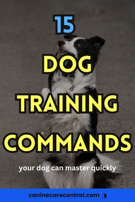 15 Dog Training Commands For A Well Behaved Dog Dog Training Commands, Dog Commands Training, Little Rascals, Dog Commands, Dog Behavior Training, True Heart, Positive Dog Training, Basic Dog Training, Dog Training Treats