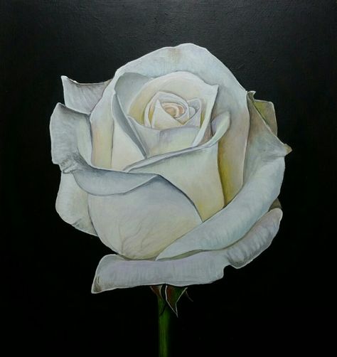 White Rose Painting, Rose Painting Acrylic, White Rose Flower, Rose Drawing, 수채화 그림, Rose Art, Rose Painting, Acrylic Art, White Painting