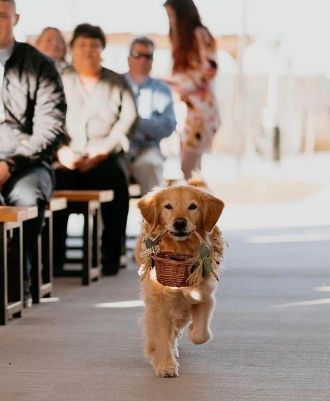 Golden Retriever Wedding, Ring Bearer Dog, Wedding Pets, Future Wedding Plans, Cute Wedding Ideas, Dog Wedding, Dream Wedding Ideas, Western Wedding, Cute Wedding