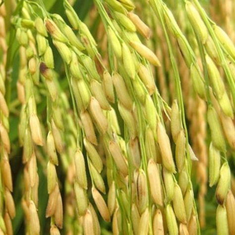 Rice can be grown on both a large and a small scale. Growing Rice, Rice Plant, Indoor Planting, Aquaponics Diy, Aquaponics System, Jasmine Rice, Vegetable Garden Design, Fruit Garden, Perfect Garden