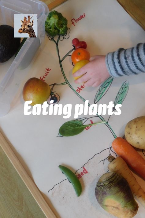 Plants We Eat Activities, Plants We Eat Preschool, Vegetable Science Preschool, Fruit Vs Vegetable Preschool, Plants Eyfs Activities, Vegetables Kindergarten Activities, Planting Eyfs, Preschool Fruits And Vegetables Theme, Vegetables Eyfs