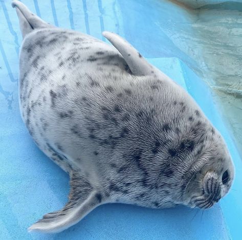 Yo Chan Seal, Seals Aesthetic, Seal Aesthetic, Seals Cute, Spotted Seal, Ringed Seal, Cutest Animals On Earth, Animals Sea, Chubby Guy