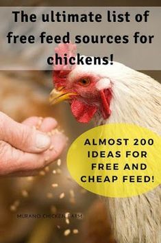 Feeding chickens for free. 200 ideas for cheap or free feed. Egg Chickens, Ideas For Saving Money, Chicken Perch, Chicken Facts, Urban Chicken Farming, Chicken Raising, Laying Chickens, Chicken Care, Portable Chicken Coop