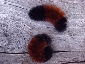 Woolly Bear Caterpillar, Fluffy Caterpillar, Wooly Caterpillar, Bear Oc, Caterpillar Tattoo, Wooly Bear Caterpillar, Fuzzy Caterpillar, Interesting Insects, Woolly Bear