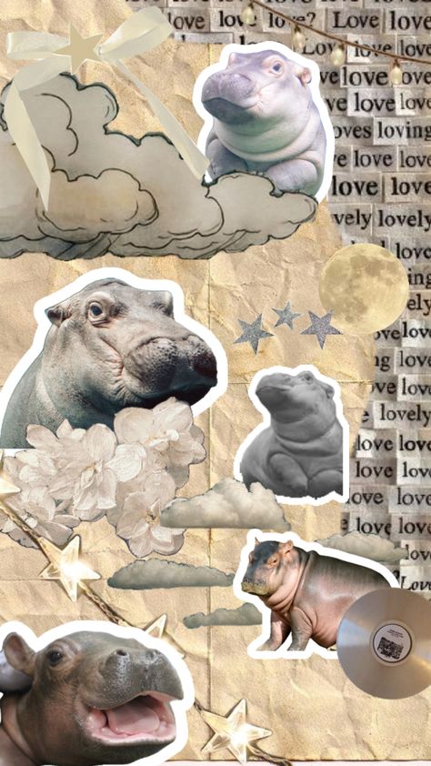 hippo Hippo Wallpaper, Cute Hippo, Cool Backgrounds Wallpapers, Hippopotamus, Cool Backgrounds, Create Collage, Phone Backgrounds, Otters, Creative Play