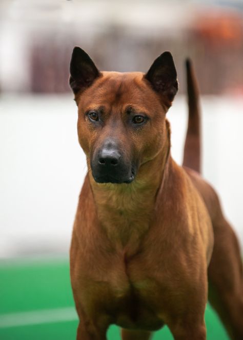 Thai Ridgeback, Ridgeback Dog, Carolina Dog, Rhodesian Ridgeback Dog, Rare Dogs, Giant Schnauzer, Tibetan Mastiff, English Mastiff, Bull Mastiff