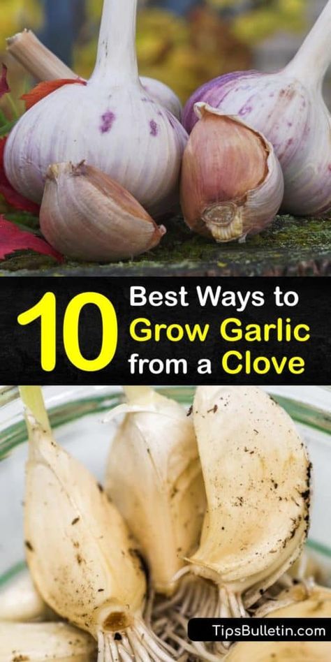 Growing Garlic From Cloves, Garlic Growing, Harvesting Garlic, Grow Garlic, Planting Garlic, Garlic Seeds, Organic Pesticide, Growing Garlic, Organic Vegetable Garden