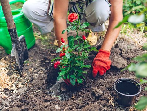 Wann und wie Sie in Ihrem Garten Rosen pflanzen sollten, damit diese gut gedeihen, verraten wir hier. How To Plant Roses, Roses In Garden, Rose Cuttings, Gardening Zones, Rose Varieties, Growing Roses, Better Homes And Garden, Planting Roses, Rose Bush