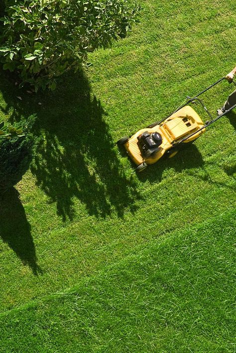 No Mow Grass, Spring Lawn Care, Lawn Mowing, Diy Lawn, Lawn Care Tips, Healthy Lawn, Summer Jobs, Grasses Garden, Lawn And Landscape