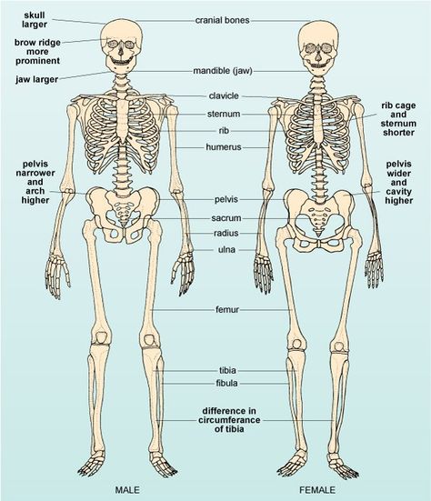 Human Bone Structure, Knee Valgus, Posterior Chain Exercises, Male Skeleton, Glute Training, Coordination Exercises, Female Skeleton, Human Skeleton Anatomy, Inner Thigh Muscle