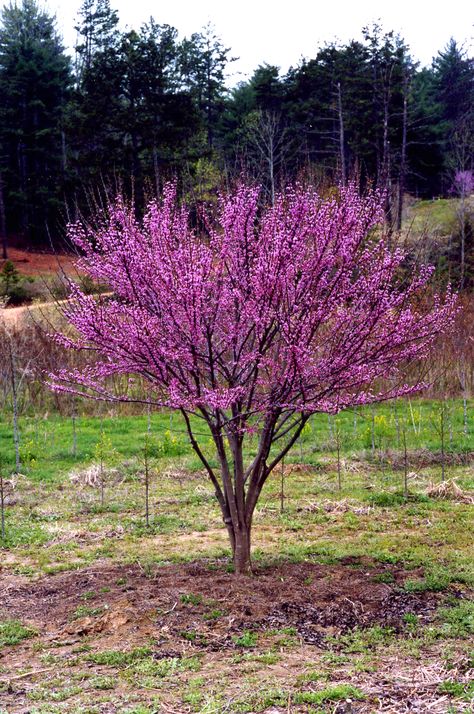 Cercis ‘Ace of Hearts’ Dwarf Eastern Redbud Eastern Redbud Tree, Purple Flowering Tree, Cercis Canadensis, राधा कृष्ण, Judas Tree, Eastern Redbud, Redbud Tree, Ace Of Hearts, Fast Growing Trees