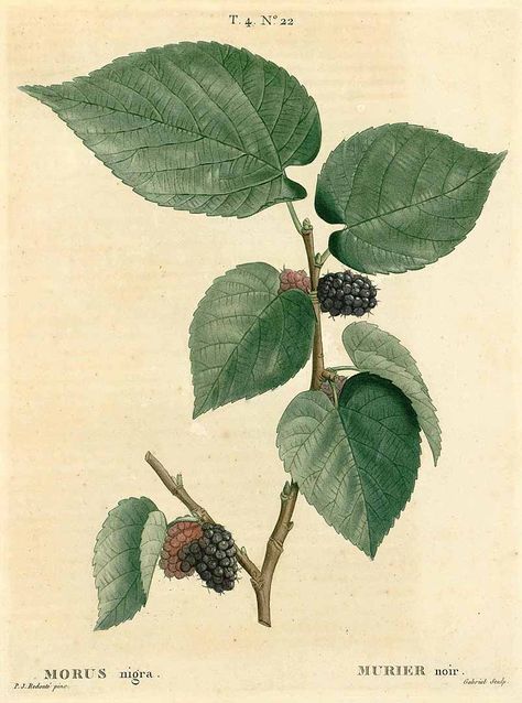 www.plantillustrations.org Metamorphosis Book, Pyramus And Thisbe, Science Prints, Illustration Plants, Black Mulberry, White Mulberry, The Bigger Picture, Natural Science, Bigger Picture