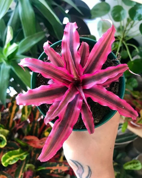 Pink Houseplants, Plants Names, Plants With Pink Flowers, Cactus Planta, Love Of Life, Growing Plants Indoors, Pink Plant, House Plants Decor, Colorful Plants