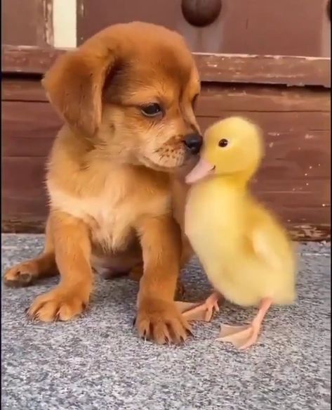 True Love💘 | Animals Love Story | Animals Video | Cute Animals 

#animals #cute #cats #dogs #horses #ducks #funny Ducks Funny, Animals Video, Pet Ducks, Cute Ducklings, Animals Love, Funny Duck, Animals Friendship, Cutest Animals, Baby Ducks