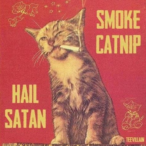 Absurdist Aesthetic, Punk Cats, Funny Vintage Ads, Seshomaru Y Rin, Vintage Cats, The Afterlife, Silly Cats, Vintage Magazine, Room Posters