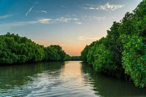 Pichavaram Mangrove Forest #pondicherry #weekend_getaway Mangrove Forest Pondicherry, Pichavaram Mangrove Forest Photography, Pichavaram Mangrove, I Love Rain, Mangrove Forest, Pondicherry, Love Rain, Minecraft Inspo, Backgrounds Phone