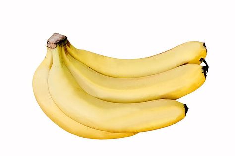 Cavendish banana - Wikipedia Cavendish Banana, Benefits Of Eating Bananas, Summer Fotos, Banana Types, Unripe Banana, Banana Health Benefits, Good Gut Bacteria, Banana Benefits, Eating Bananas