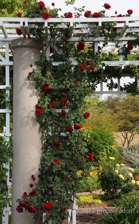 Don Juan Climbing Rose, Huntington Rose, Thornless Climbing Roses, Garden Chalet, Yellow Climbing Rose, New Dawn Climbing Rose, Red Rose Garden, Trellis Arbor, Climbing Roses Trellis