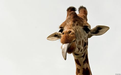 Animal Giraffe  Wallpaper Funny Giraffe Pictures, Giraffe Tongue, Giraffe Facts, Giraffe Images, Giraffe Silhouette, Giraffe Pictures, Funny Giraffe, Giraffe Art, Wallpaper Tumblr