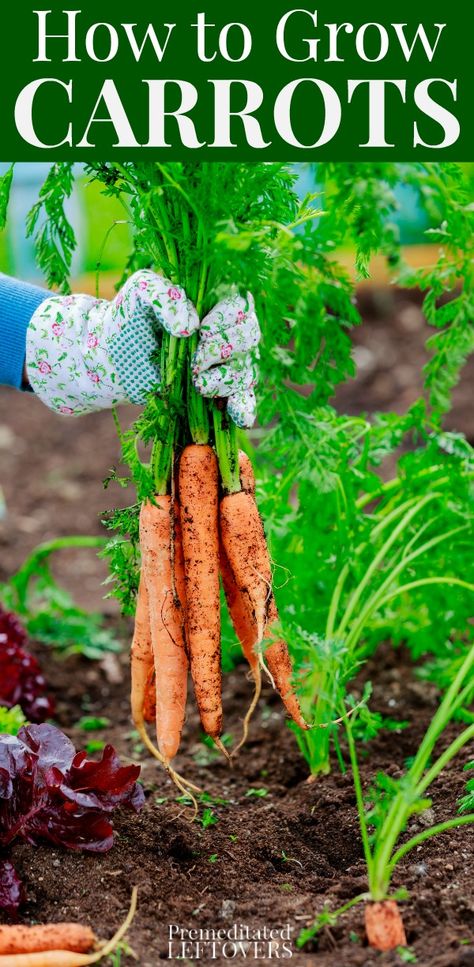 Tips for Growing Carrots in the Garden, including how to start carrot seeds, how to transplant and care for carrot seedlings, and how to harvest carrots. Carrot Seedlings, Grow Carrots, Plantarea Legumelor, Sweet Carrots, How To Plant Carrots, Homestead Gardening, Carrot Gardening, Growing Carrots, Daucus Carota