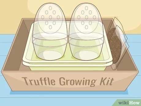 3 Easy Ways to Grow Truffles Indoors - wikiHow Growing Truffles, Growing Mushrooms Indoors, Italian Truffles, Growing Mushrooms At Home, Truffle Mushroom, Farm Food, White Truffle, Black Truffle, Grow Kit