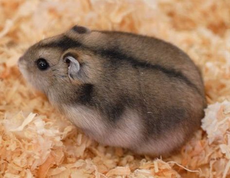 Russian Dwarf Hamster Campbell Hamster, Siberian Hamster, Winter White Hamster, Russian Hamster, Chinese Hamster, Hamster Diy, Hamster Food, Hamster Care, Baby Hamster