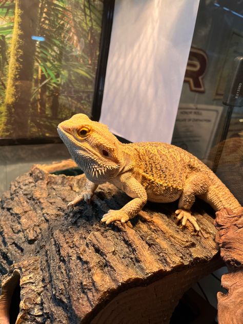 Breaded Dragon, Bearded Agama, Silly Bearded Dragon, Bearded Dragon In Clothes, Traveling With A Bearded Dragon, Red Monster Bearded Dragon, Bearded Dragon On Leash, Earth Baby, Bearded Dragon Care