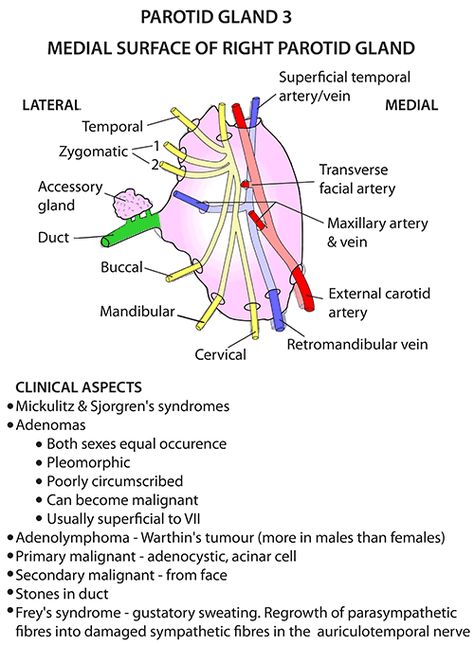 Instant Anatomy - Head and Neck - Areas/Organs - Parotid region - Parotid gland 3 Anatomy Of The Body, Anatomy Head, Parotid Gland, Medical Pins, Gross Anatomy, Medicine Notes, Dental Hygiene School, Medical School Life, Dental Anatomy