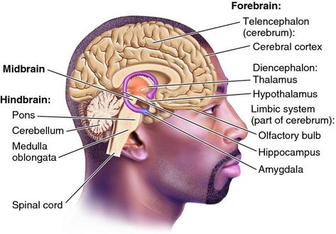 Hyper Vigilance, Psychology Theory, Triune Brain, Ace Study, Reptilian Brain, University Tips, Youth Worker, Cerebral Cortex, Limbic System