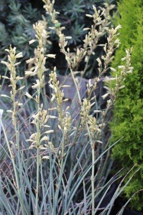 Hesperaloe parviflora 'Yellow' Hesperaloe Parviflora, Plant Catalogs, Sun And Water, Landscape Projects, Gray Green, Yellow Flowers, Store Fronts, Green Leaves, Perennials