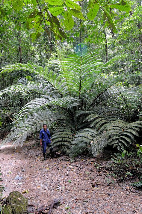 Angiopteris evecta - Giant Fern, N. Australia - Imgur Giant Fern, Rainforest Plants, Tropical Flower Plants, Moss Garden, Plant Aesthetic, Native Garden, Home Landscaping, Fruit Plants, House Plants Indoor