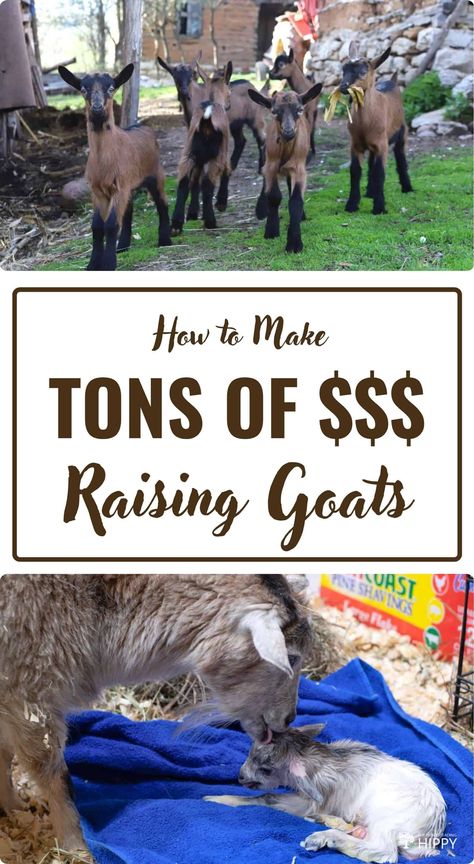 How to Make Tons of Money Raising Goats Diy Goat Seesaw, Goat Birthing Pen Ideas, Natural Dewormer For Goats, Beginner Farm Animals, How To Take Care Of Goats, Rotational Grazing Goats, Raising Goats For Milk, Raising Meat Goats, How To Raise Goats